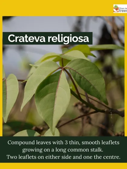 A detailed look at the compound leaves of the Crateva adansonii. Knowing how to identify native trees is the first step in conserving them.