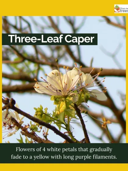 The delicate flowers of the Three-Leaf Caper, another name for the Barna tree. They start as white and fade to yellow, with beautiful long purple filaments.