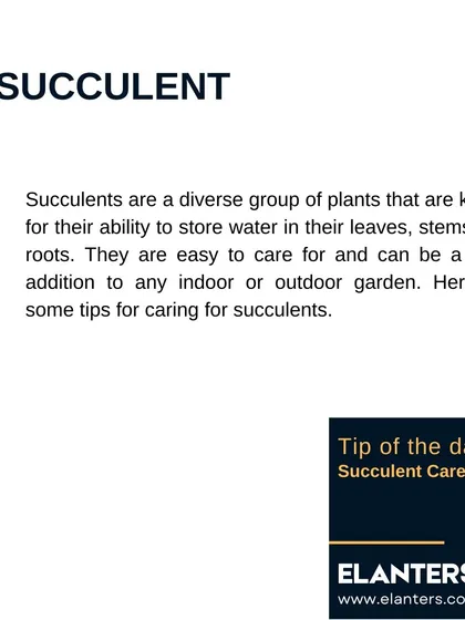 Succulent Care Part 1: Succulents are a diverse group of plants known for storing water in their leaves, making them very easy to care for.