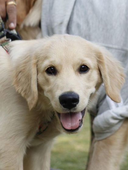 A cute puppy getting ready for his first big event. We create a safe and welcoming atmosphere for pets of all ages.
