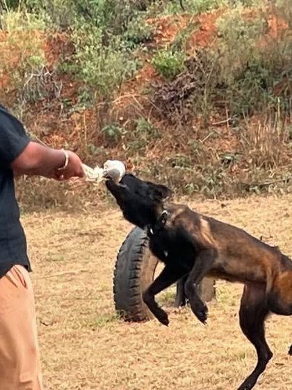 Dog Guru - Professional Dog Trainer Certification Official K9 Squad Consultation photo 3