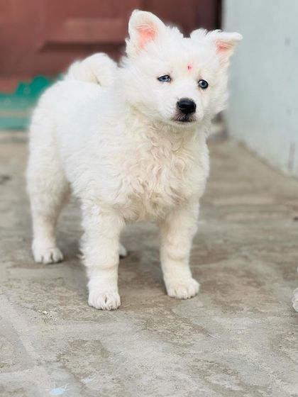 Another angle of this adorable white puppy, showcasing its thick, fluffy coat and healthy build.