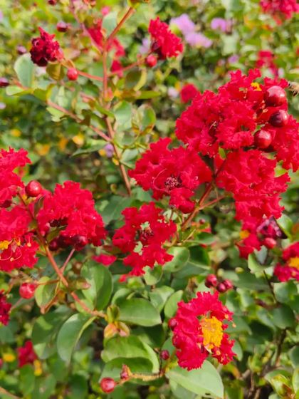 A bee visiting a red Lagerstroemia flower. These plants are not just beautiful, they are also great for supporting local pollinators.