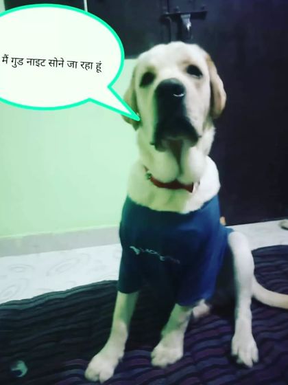 A happy and tired dog ready for a good night's sleep. I make sure every pet feels secure and content at the end of the day.