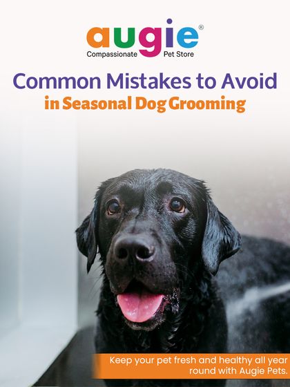 Augie Pets - Pet Grooming Services Seasonal & Health Care Guides photo 6
