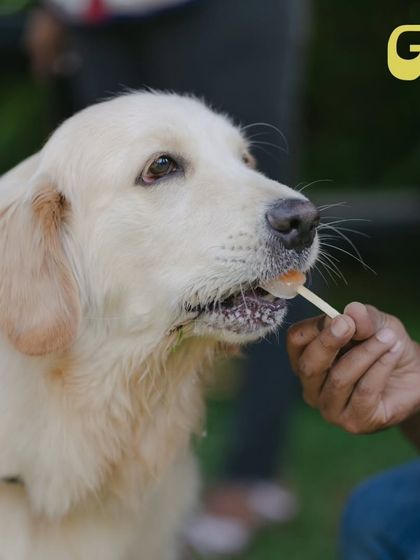 It’s not just the humans who get to enjoy the finer things. This pup is enjoying a 'Clucking Popsicle', a frozen chicken and buttermilk dessert from our exclusive pet menu.