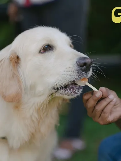 It’s not just the humans who get to enjoy treats. This happy pup is getting a taste of our special pet-friendly popsicles.