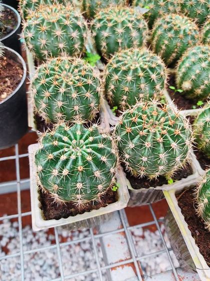 Hygrinz - Plant Sales & Gardening Supplies Unique Finds: Bonsai, Cacti & Succulents photo 3