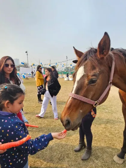 A young girl gently offers a carrot to a horse, learning how to approach and interact with these large animals calmly.