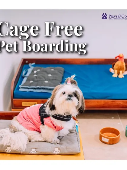 We believe in freedom and comfort, which is why our entire facility is cage-free. Every dog enjoys their own personal bed in a private or shared suite, ensuring they have a secure and cozy space to rest after a day of fun.