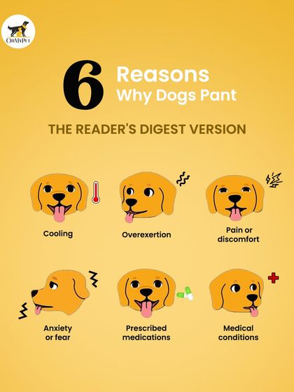 Oh My Pet - At-home Pet Grooming Pet Health & Safety Gyaan photo 6