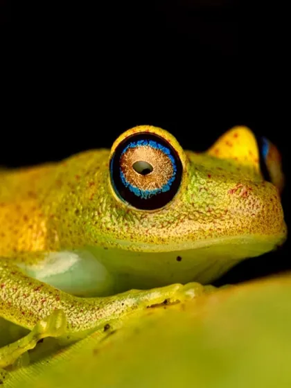 The Boophis Viridis frog from Madagascar has stunning blue irises and nearly transparent skin. Documenting these unique features is key to showcasing the incredible diversity of the island.