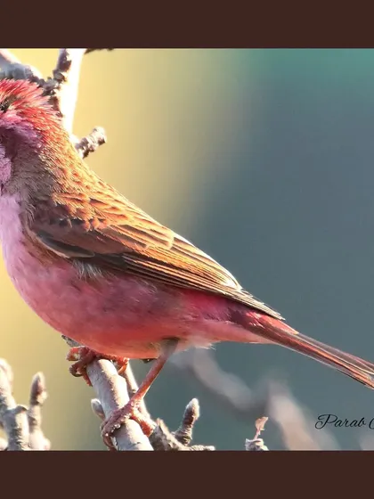 The Pink-browed Rosefinch is a stunning raspberry-pink bird found in the high-altitude forests of the Himalayas. The male's bright color and "browed" facial pattern are truly a sight to behold.