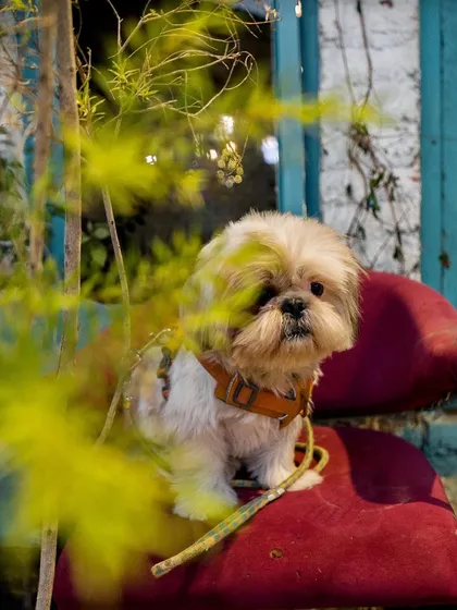 A peek-a-boo shot of our resident Shih Tzu, Tofu, sitting on a chair. He loves finding cozy spots.