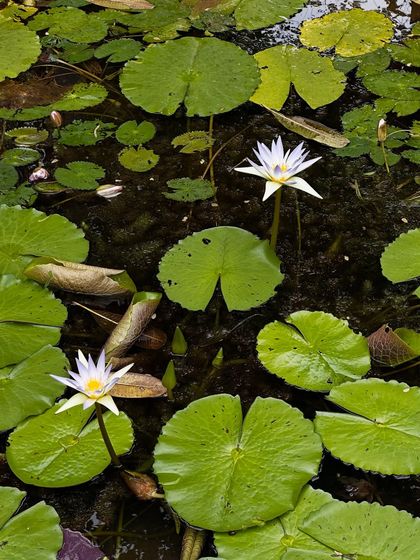 An overhead view of lily pads and flowers on the water's surface. The return of aquatic plants like these is a key indicator of a healthy, functioning wetland ecosystem.
