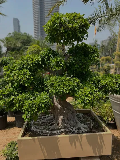 This large Ficus bonsai in a custom planter box demonstrates how our plants can create a powerful focal point. The exposed root structure and dense foliage are signs of a healthy, well-cared-for tree.
