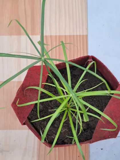 An overhead view of the Umbrella Palm in its fabric grow bag, showing how much space the plant has to grow.