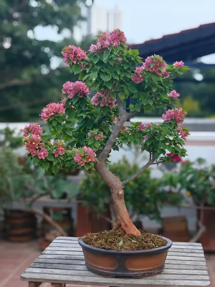 A Bougainvillea in full bloom is a celebration. This pink variety has been carefully trained to create a full, vibrant canopy, showcasing how patience and pruning can result in such a breathtaking display of color.