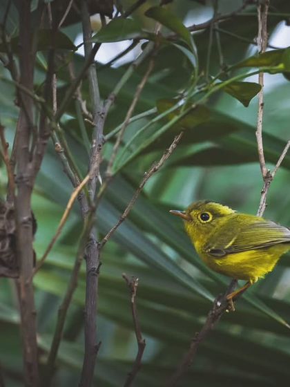 The Whistler's Warbler, one of the rarest warblers documented in Delhi NCR, spotted during an exploration of Asola Bhati Wildlife Sanctuary.
