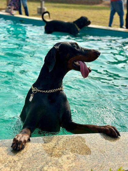 The Pawsome Camp - Dog Daycare & Boarding Splash Zone: Our Pooch Pool photo 32