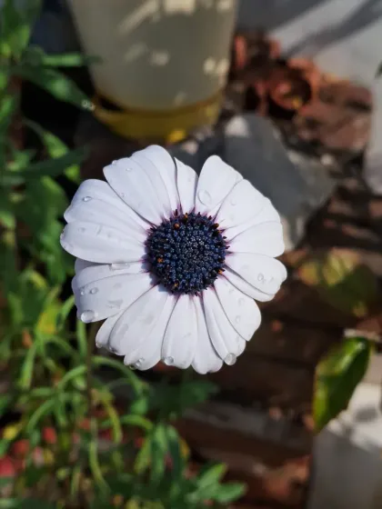 Bhardwaj - Urban Gardening Consultation A Riot of Colorful Flowers photo 182