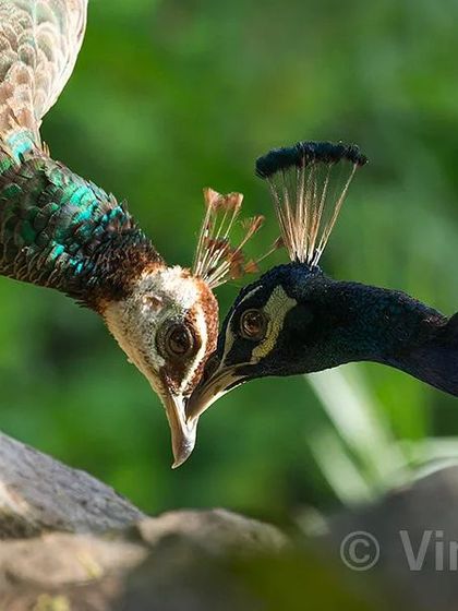 A peahen and peacock expressing their feelings for each other. This tender moment, captured in the wilderness of Delhi, reminds me of a beautiful Hindi song about finding all the happiness in the world when you are with the one you love.