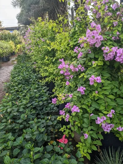 A lush combination of flowering purple Bougainvillea and other green shrubs at the nursery. We can source plants to create dense, living walls or privacy screens.