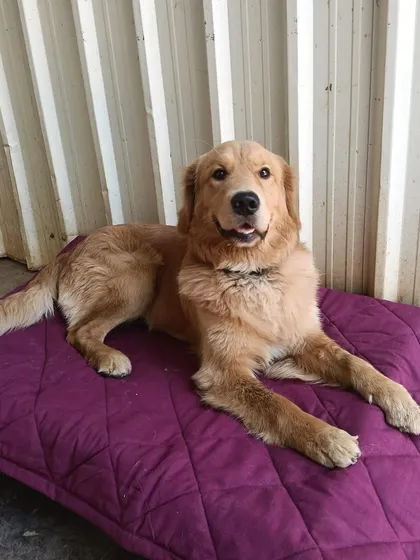This is the look of a truly comfortable and content guest. We provide soft, cool mats and beds so every dog can find their perfect spot for a well-deserved rest.