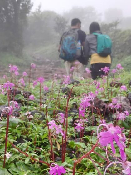 Trekkers walking through a field of beautiful pink flowers on the Kodachadri trail, a unique sight during the monsoon season.