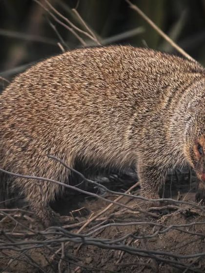 A small Indian mongoose with its juvenile at Mandhoti wetland. This series of photos captures the young one emerging from cover.