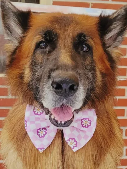 Just look at this handsome German Shepherd, all smiles after his grooming session. We gave him a good bath and brush-out to manage his thick double coat and finished his look with a lovely floral bow-tie. He looks so proud.