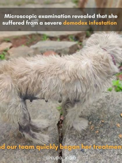 Cupa - Emergency Animal Rescue & Treatment Dog Rescue & Recovery Stories photo 35