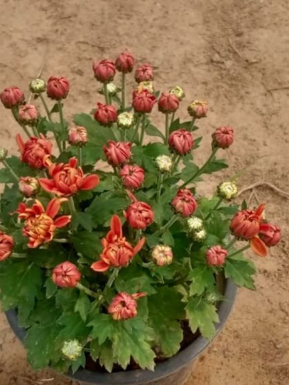 This potted Chrysanthemum is full of buds, ready to burst into a beautiful display of orange-red flowers. They are a popular choice for pots and garden beds.