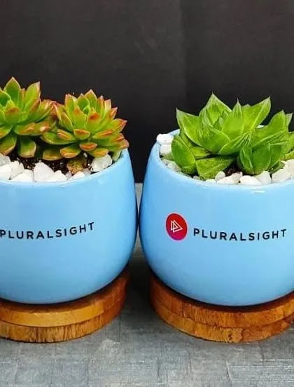 A pair of Echeveria succulent gifts in blue branded pots, prepared for our client Pluralsight.