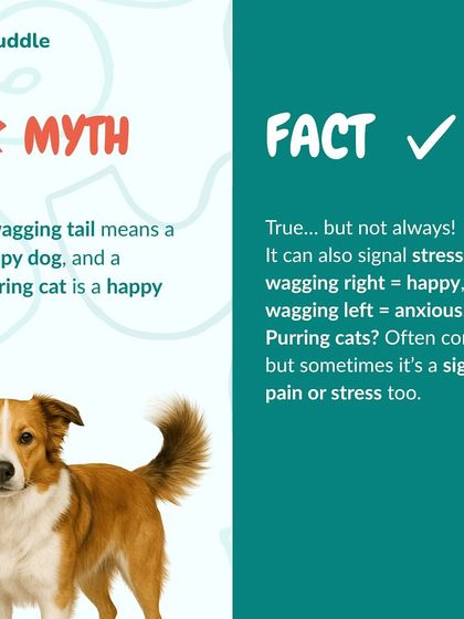 Kuddle - Pet Behaviour & Training Kuddle's Training Playbook photo 19