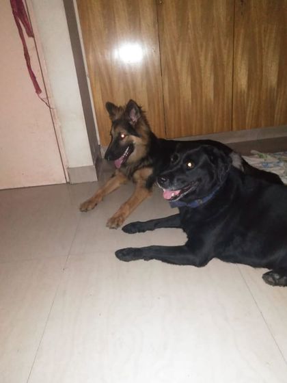 Furever Safe - Pet Boarding & Day Care Additional Guest Diaries photo 67