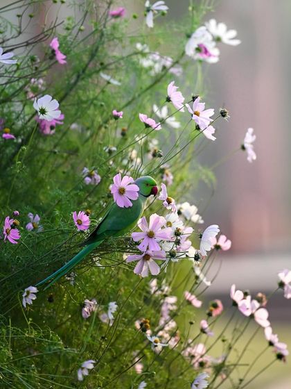 A parakeet perched among a field of pink and white cosmos flowers. The composition is soft and painterly, creating a very pleasing image.
