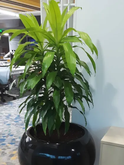 A tall Dracaena Massangeana, or Corn Plant, in a large black spherical planter. This plant is a popular choice for offices as it is hardy and adds vertical interest to any corner.
