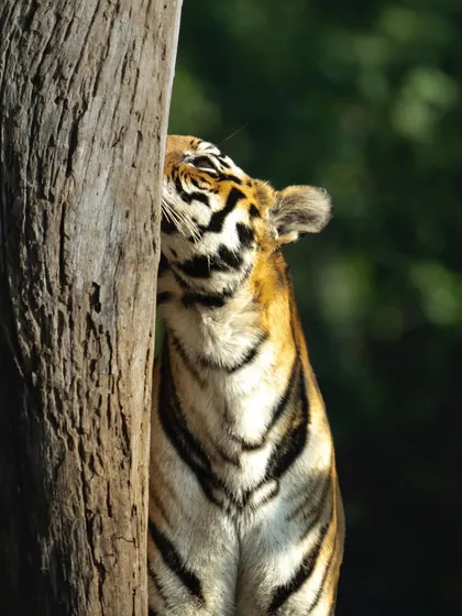Here, a tigress is scent marking a tree, an essential form of communication. She rubs her cheeks against the bark to leave her unique scent, claiming her territory. It's a fascinating behavior to witness and photograph, showing a quieter side of their daily life.