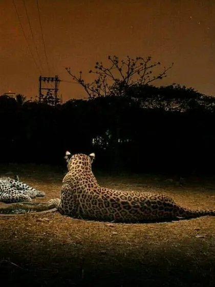 A quiet moment between Luna and her first cub, resting with the faint glow of the city in the background. This image is part of my long-term project documenting the generations of leopards that call Mumbai home.