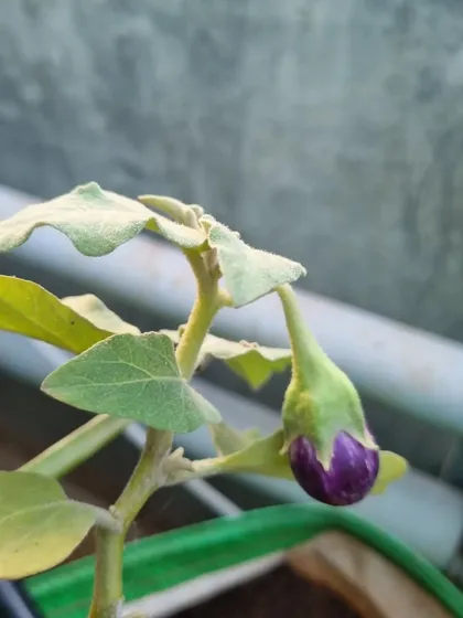 The start of something delicious. A tiny brinjal (eggplant) beginning to form in a client's garden. It's always exciting to see the first fruits of your labor.