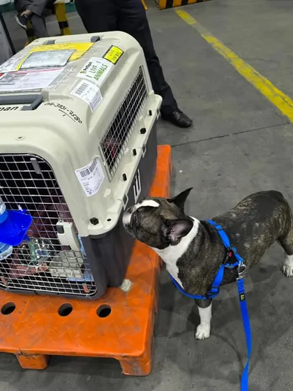 Bruno the French Bulldog confidently inspects his IATA-approved travel crate at the airport before his flight from Delhi to Canada. Our preparation ensures pets are familiar and comfortable with their travel environment, reducing anxiety on the day of the flight.