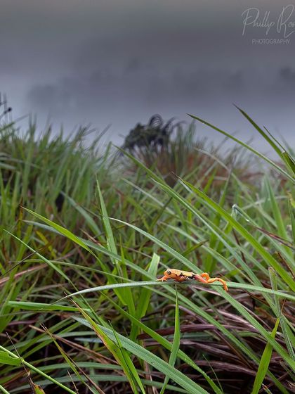 A wide angle habitat shot of the Resplendent Shrub Frog. This shows the tiny frog in its vast, misty, high altitude grassland world, giving a sense of its unique environment.