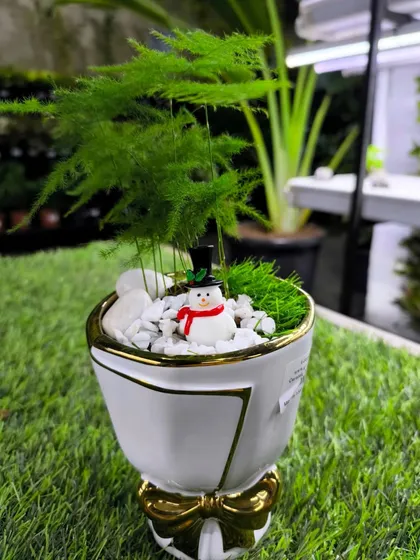 An Asparagus Fern in a festive pot with a snowman miniature makes for a delicate and cheerful Christmas gift.