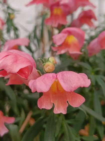 A gallery of the many different flowers I have successfully grown, showing a wide range of colors and types.