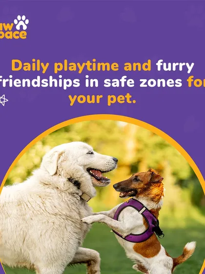 Your pet's day with us is filled with fun and activity. We ensure plenty of supervised playtime in safe zones, allowing them to socialize with other furry friends and burn off energy.