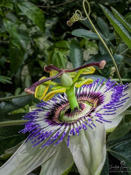 An extreme close-up of a Passion Flower, revealing its incredibly complex and almost alien-like structure. The vibrant purple filaments and unique anatomy are on full display.