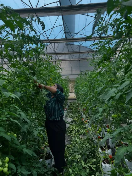 It's all hands on deck when the crops need attention. Our team and volunteers are seen here tending to the tall tomato vines, ensuring each plant gets the care it needs to flourish.