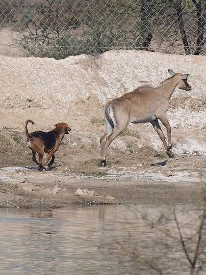 Conservation Chronicles: Stories from the Field photo 6