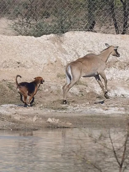 The pack of free-ranging dogs relentlessly pursues the antelope along the water's edge. This is a direct and violent conflict between domestic animals and wildlife.